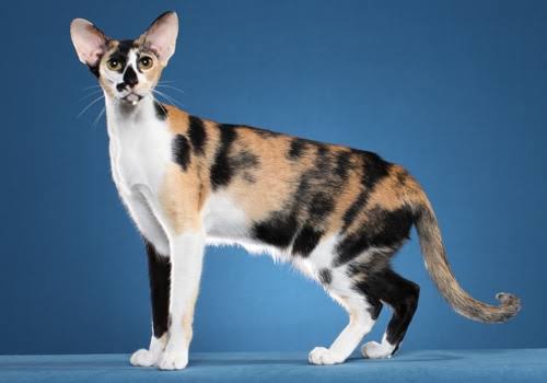 Oriental Shorthair - TICA - The International Cat Association