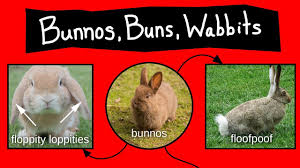 bunnos buns wabbits internet names for bunnies