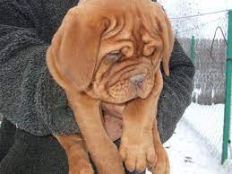 Soo Many Cute Little Wrinkles Bordeaux Dog Dogue De Bordeaux French Mastiff