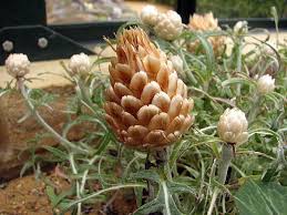 Image result for Gethyllis transkarooica