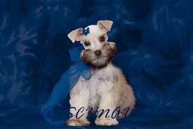 This is the price you can expect to budget for a miniature schnauzer with papers but without breeding rights nor show quality. Toy Miniature Teacup Schnauzer Breeder Utah Royal Schnauzers