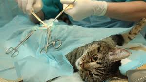 Theoretisch ist eine kastration bei katzen ab der 6. Kastration Bei Der Katze Tiergesund De