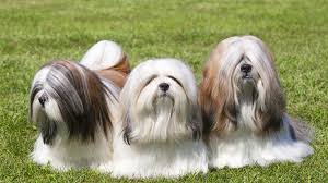 Although their long, luscious locks require regular grooming to keep them looking their best, you can take pride in the beauty and silkiness of their coats. 17 Top Dog Breeds Sporting Longhaired Locks