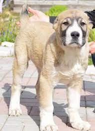 Alabai Alabai Dog Baby Dogs Livestock Guardian Dog