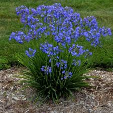 Image result for Agapanthus africanus