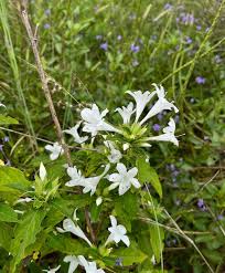 Image result for Barleria whytei