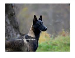 Belgium Malinois Black Belgian Malinois Puppy Gorgeous Dark Fawn Sable Belgian Malinois From Malinger Kennels Belgian Malinois Dog Malinois Dog Training Obedience