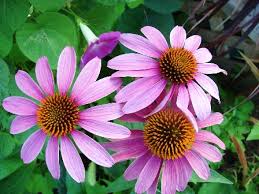 You should also choose to grow this romantic plant if you want to. Best 5 Perennial Summer Flowers North Dallas Summer Blooms