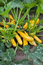 Oct 01, 2020 · 2021/04/26. Cucurbita Pepo Con Giromontiina Atena Polka F1 Media Database