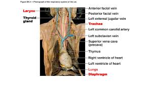 Parallels the course of the inferior mesenteric artery. Figure 32 3a Arteries Of The Head Neck And Brain Ppt Download