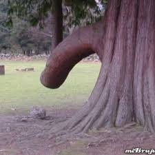 Tienen una forma perfecta para que puedan agrupar la tapa y tirar de ella. Un Pene Gigante Unpenegigante Twitter