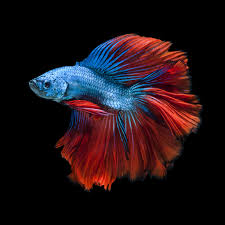 Image result for betta fish