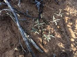 Image result for Hypertelis