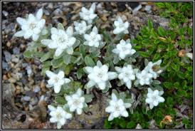 Mein Kleines Alpinum Ein Steingarten Am Niederrhein Leontopodium Alpinum Ssp Nivale Pirinicum Edelweiss Steingarten Garten Pflanzen