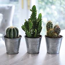 As long as their basic needs are met, cacti can thrive just about anywhere you place them. Cactus Plant Indoor Succulent Gift Idea House Plant Easy To Grow For Office Conservatory Home 5 X 10 5cm Mixed Cacti By Thompson Morgan Amazon Co Uk Garden Outdoors