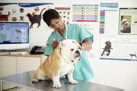 Check spelling or type a new query. How Often Should Dogs Get Vaccinations Hutomo