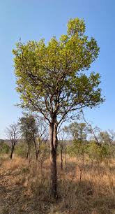 Image result for Ochna pulchra