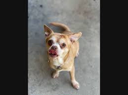 In the six months fortuna has had prancer, he has never accepted her husband. Morris Plains Shelter Dog Who Hates Most Things Becomes A Star Morris Township Nj Patch