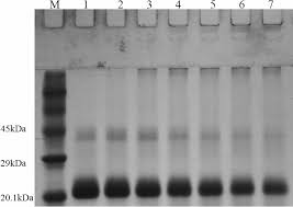 Everyday sunscreen spf30 from $5.50. Non Reducing Without B Mercaptoethanol Sds Page Analysis Of Uv C Download Scientific Diagram