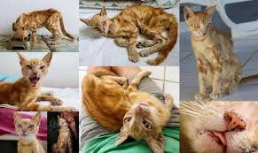 The couple was looking for an older cat a week before and when. Cats Of Curacao Cole Marmalade