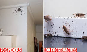 What does a pest controller do. Pest Controller Says Australians Can Expect 100 Cockroaches And 70 Spiders Are Living In Their House