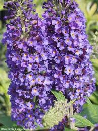 Image result for Komule empire blue