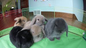 Considering their weights, holland lops may weigh around 2.5 to 3.5 pounds but mini lops may weigh double to their weight. Bunny Update 6 Week Old Holland Lop Babies Youtube