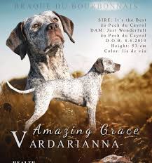 Image result for auvergneský ohař