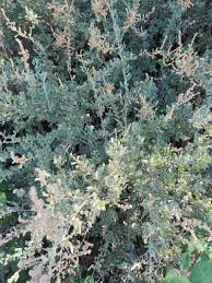 Image result for Atriplex halimus