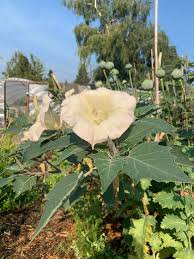 Image result for Datura inoxia