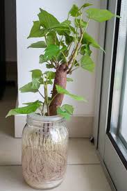 If your sweet potato is too skinny you can use toothpicks to keep it from falling right down into the jar of water. Growing Sweet Potatoes In Water Zaga Diy