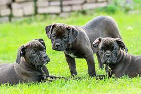 If your dog is still soiling inside, proper housetraining steps should be taken first. Protecting Pets During A Pest Control Service Hydrex Pest Control