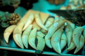 significant decline in sales of tiger parts in singapore in a recent undercover investigation there has been a signif tooth claw tiger tooth tiger skin
