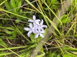 Image result for Pentanisia sykesii