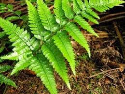 Pengertian Pteridophyta Tumbuhan Paku Karakteristik Dan Ciri Lengkap