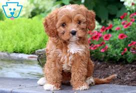 Find great deals on ebay for cavapoo puppies. Cavapoo Puppies Google Search Cavapoo Puppies For Sale Cavapoo Puppies Havapoo Puppies