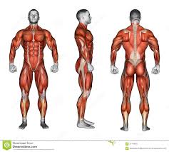 These muscles are located at the front and back of the thigh. Exercising Projection Of The Body Front Right Back Stock Illustration Illustration Of Workout Exercising 57149927