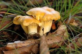 Obwohl sich einige gute speisepilze wie die morchel schon im frühling einfinden und andere den ganzen sommer über saison haben, schießt ein großteil der besten pilze erst ab august aus dem boden. Echter Pfifferling Wikipedia