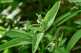 Image result for Sphenocleaceae