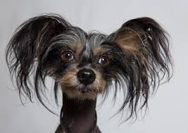 pin on ツ your favourite pet pins