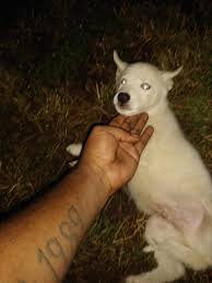 Husky/ puppies for sale they vet said he's very healthy. Siberian Husky Puppies For Sale Memphis Tn 311658