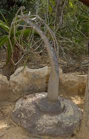 Image result for Cyphostemma montanum