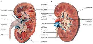 Anatomy And Physiology Of The Urinary Tract Relation To Host Defense And Microbial Infection Abstract Europe Pmc