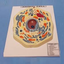 Check spelling or type a new query. Animal Cell Zoology And Botany Models Biology Lab Products Products