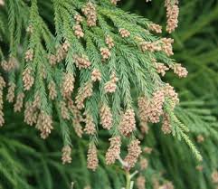 Image result for Cryptomeria