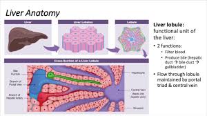 There are 2 distinct sources that supply blood to the. Visikol Liver 3d Cell Culture Models Youtube