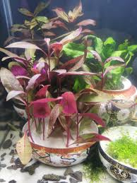 Image result for Alternanthera sessilis
