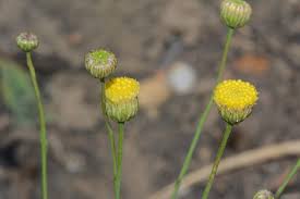 Image result for Nolletia arenosa