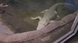 Extra film ratu buaya putih suzzanna mabak hd. Mengungkap Sungai Kriyan Sosok Buaya Putih Caruban Nagari Radarcirebon Com