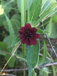 Image result for Aspilia